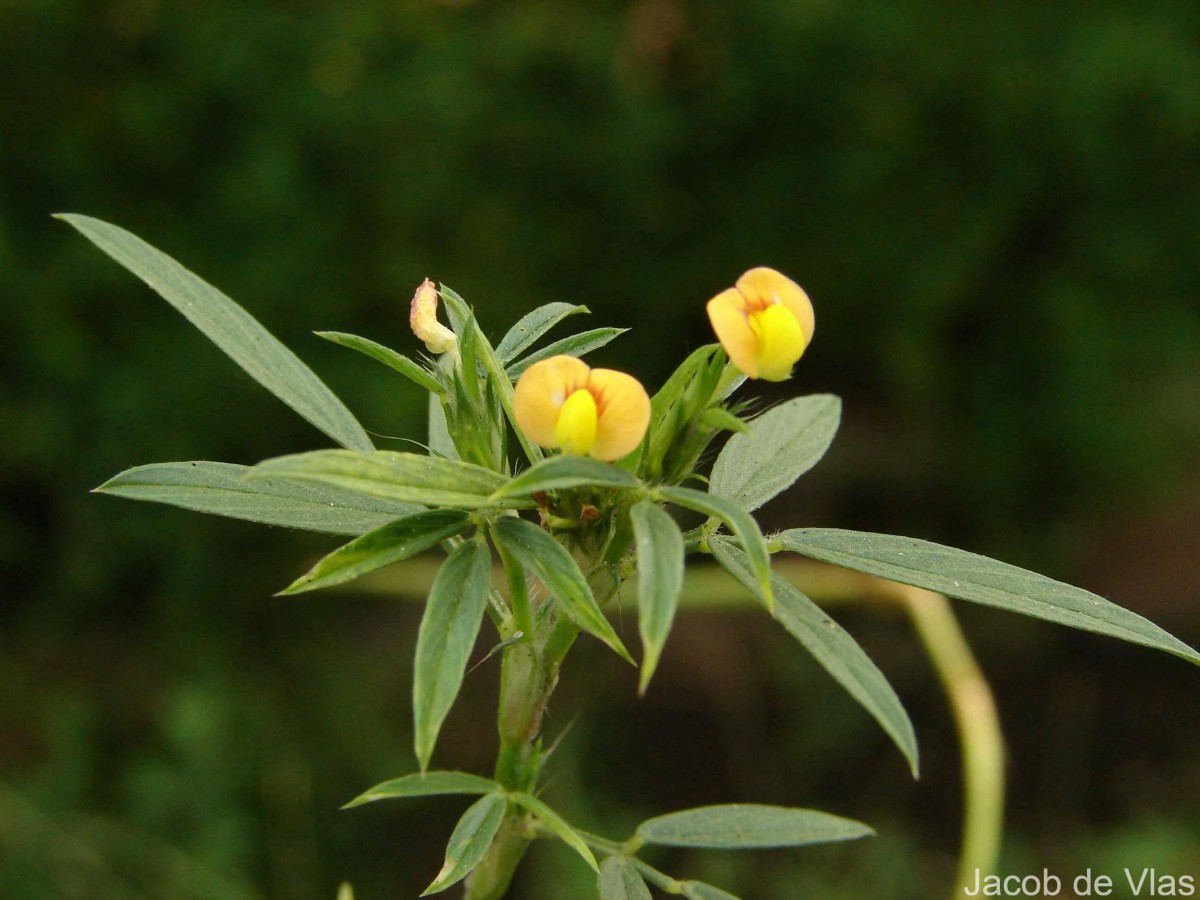 Stylosanthes guianensis (Aubl.) Sw.